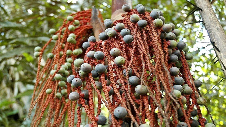 Bacaba faz bem para a pele: veja 30 benefícios da fruta