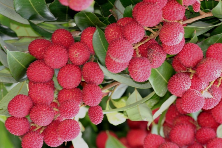 Lichia faz bem para o fígado: veja 32 benefícios da fruta