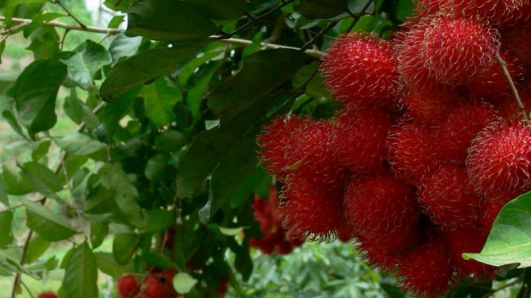 Rambutan Combate a prisão de ventre: veja 30 benefícios da fruta