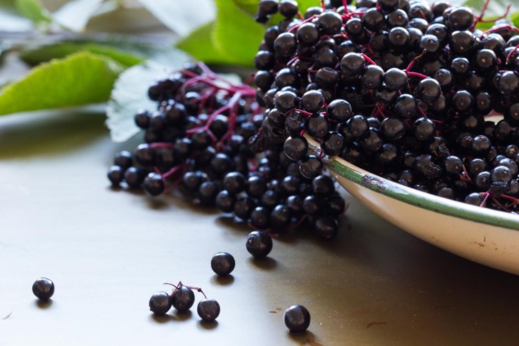 Sabugueiro faz bem para a imunidade: veja 17 benefícios da fruta