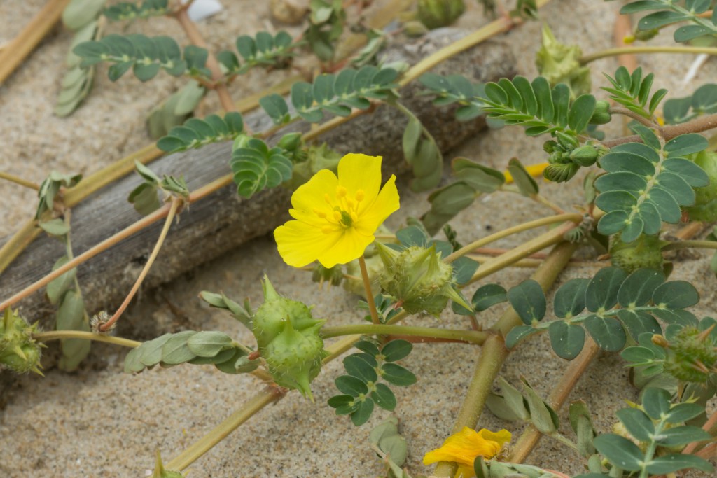 Tribulus terrestris ajuda a ganhar massa muscular: veja 20 benefícios da planta