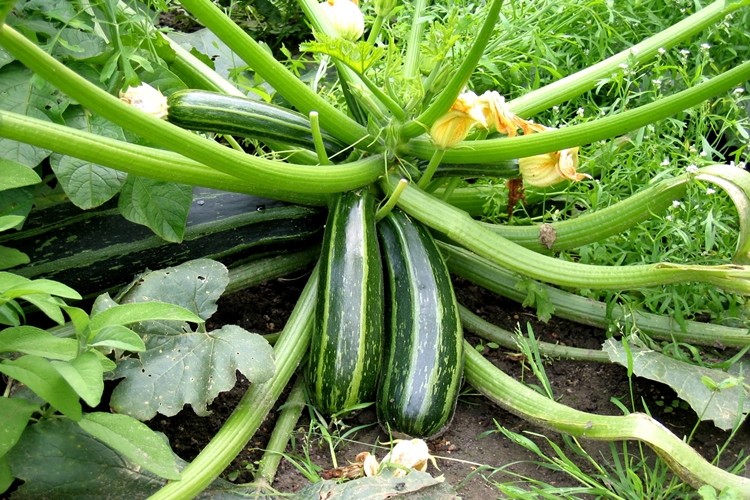 Abobrinha ajuda a baixar colesterol: veja 10 benefícios da fruta