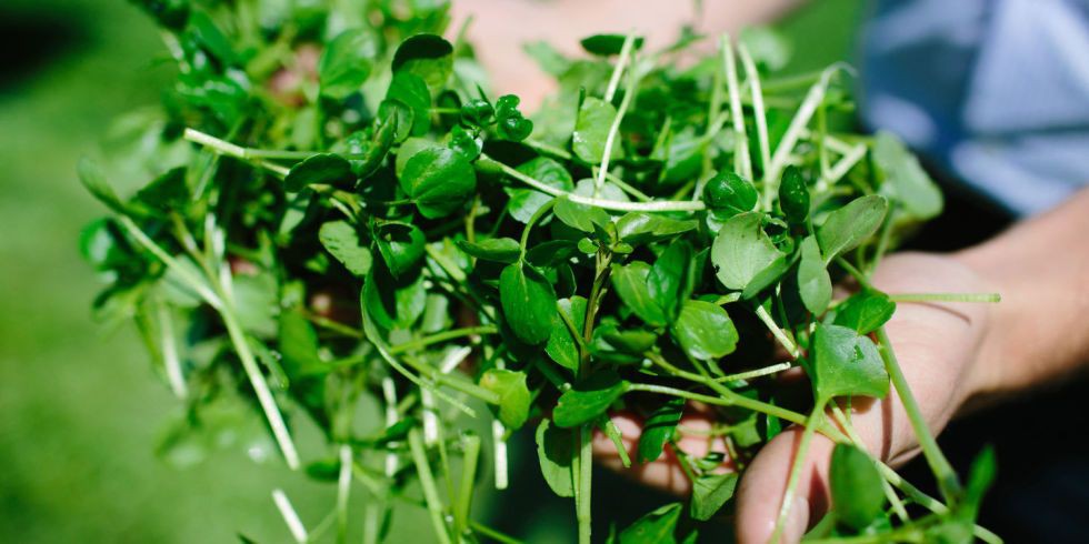 Agrião é bom para o cabelo: veja 30 benefícios da planta