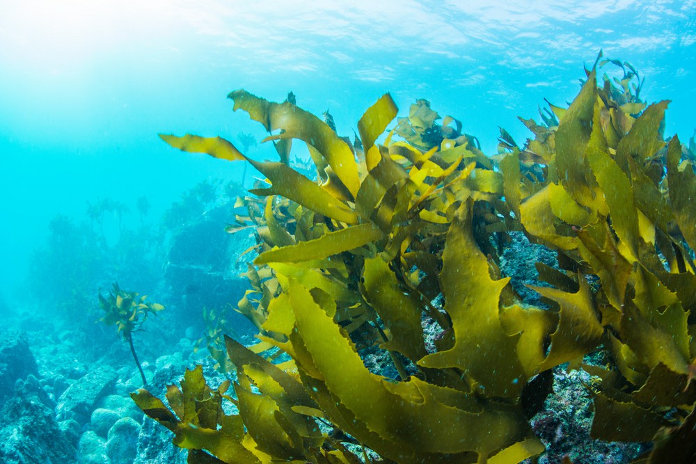 Algas marinhas ajuda a perder peso: veja 24 benefícios da planta