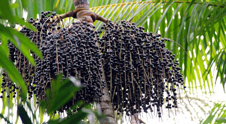 Açaí combate o envelhecimento: veja 30 benefícios da fruta