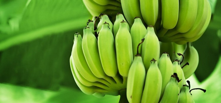 Banana verde auxilia na prevenção de diabetes: veja 20 benefícios da fruta