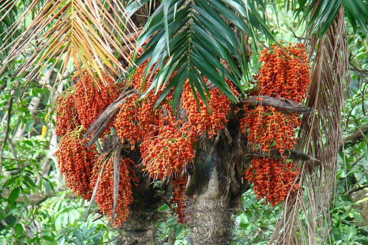 Pupunha faz bem para os olhos: veja 25 benefícios da fruta