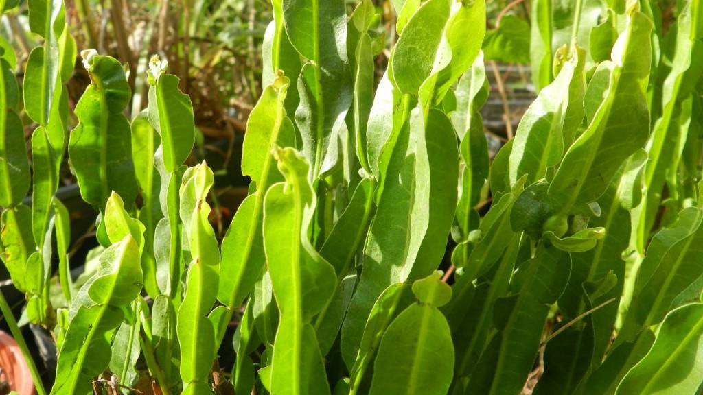 beneficio-carqueja