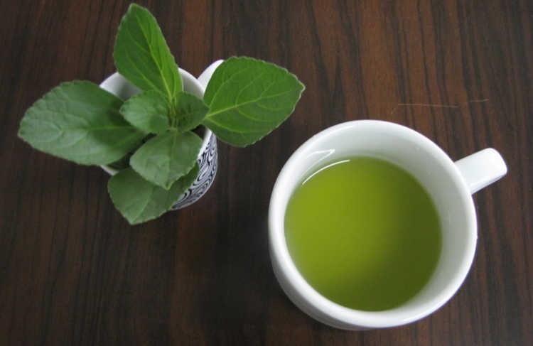 Chá de Boldo combate a inflamação: veja 35 benefícios