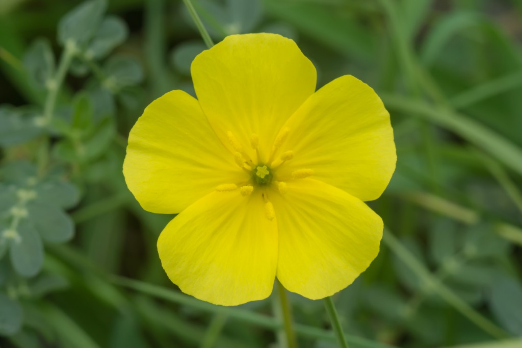 beneficio da tribulus terrestris