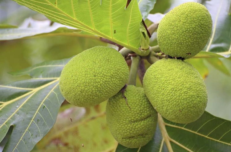 Fruta pão faz bem para os cabelos: veja 30 benefícios da fruta