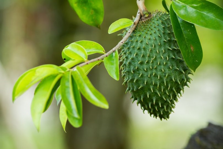 Graviola Auxilia na boa saúde do fígado: veja 30 benefícios da fruta