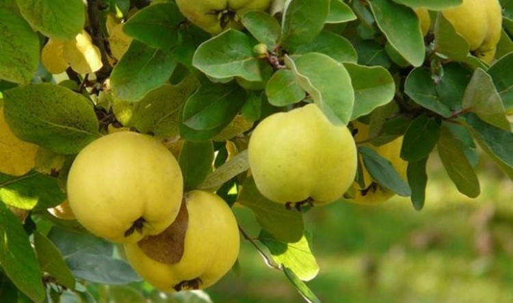 Marmelo auxilia nos processos digestivos: veja 15 benefícios da fruta
