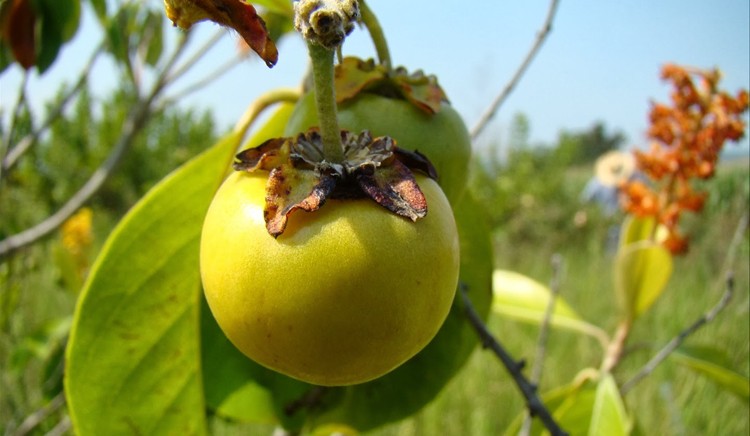 Murici controla a diabetes: veja 20 benefícios da fruta