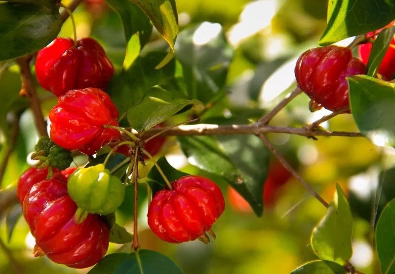 Pitanga faz bem para os pulmões: veja 30 benefícios da fruta