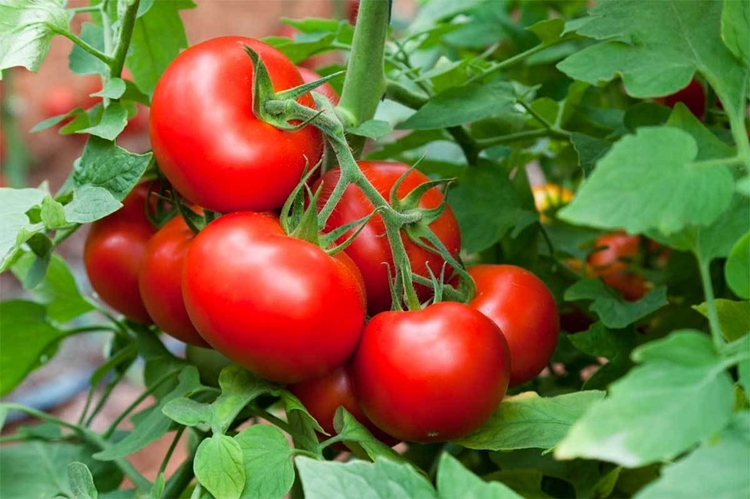 Tomate Melhora a digestão: veja 30 benefícios da fruta