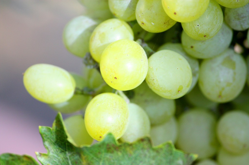 beneficios da uva verde