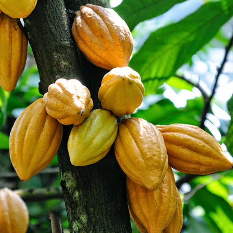 Cacau ajuda a regular o intestino: veja 30 benefícios da fruta