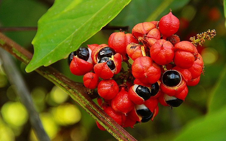 Guaraná previne o envelhecimento: veja 17 benefícios da fruta