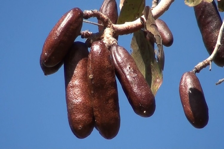 Jatobá ajuda na perda de peso: veja 30 benefícios da fruta