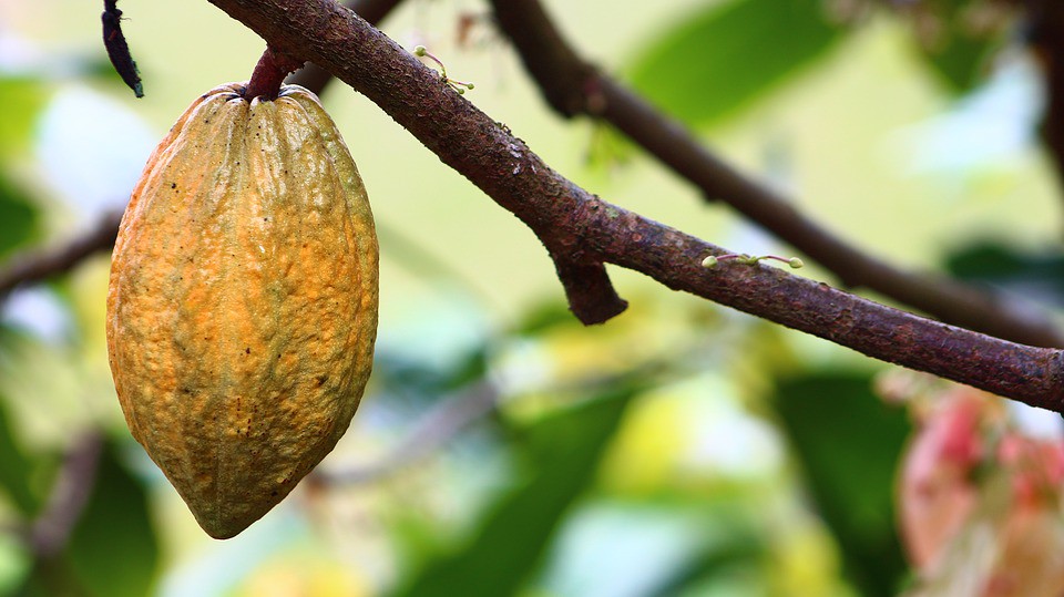 Cacau ajuda a regular o intestino: veja 30 benefícios da fruta