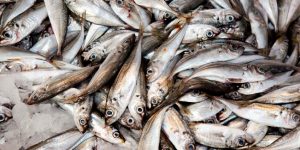 beneficios da sardinha