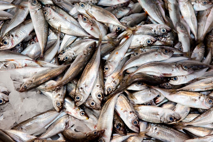 beneficios da sardinha