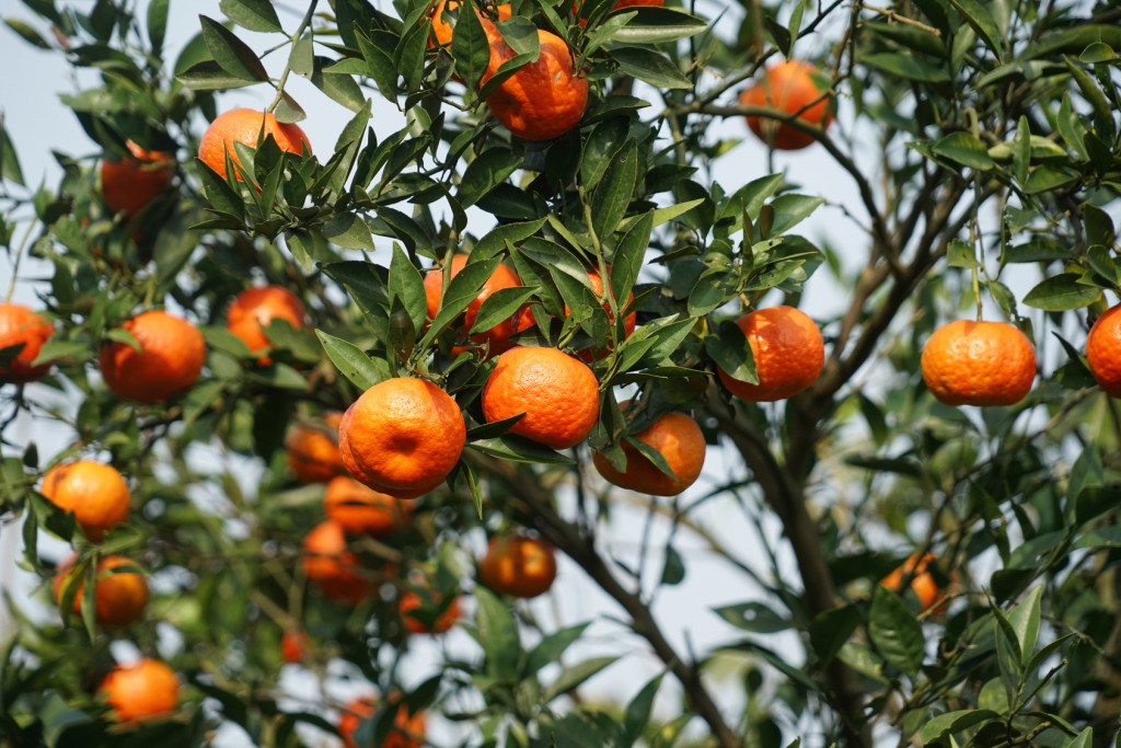 Tangerina melhora saúde dos olhos: veja 40 benefícios da fruta