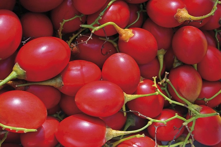 Tamarillo previne a anemia: veja 20 benefícios da fruta