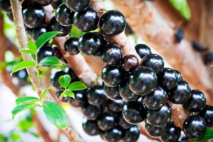 Jabuticaba faz bem para pele e cabelo: veja 23 benefícios do fruto