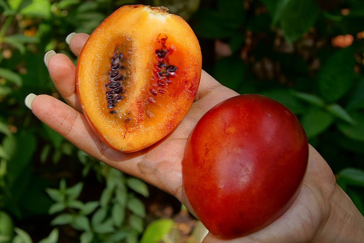 Tamarillo previne a anemia: veja 20 benefícios da fruta