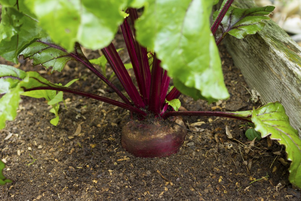 Beterraba melhorar a função cerebral: veja 30 benefícios do vegetal