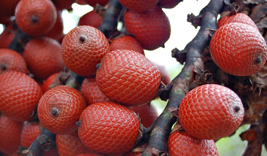 buriti beneficio