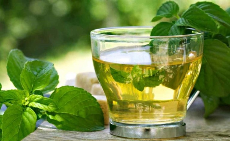 Chá de Boldo combate a inflamação: veja 35 benefícios