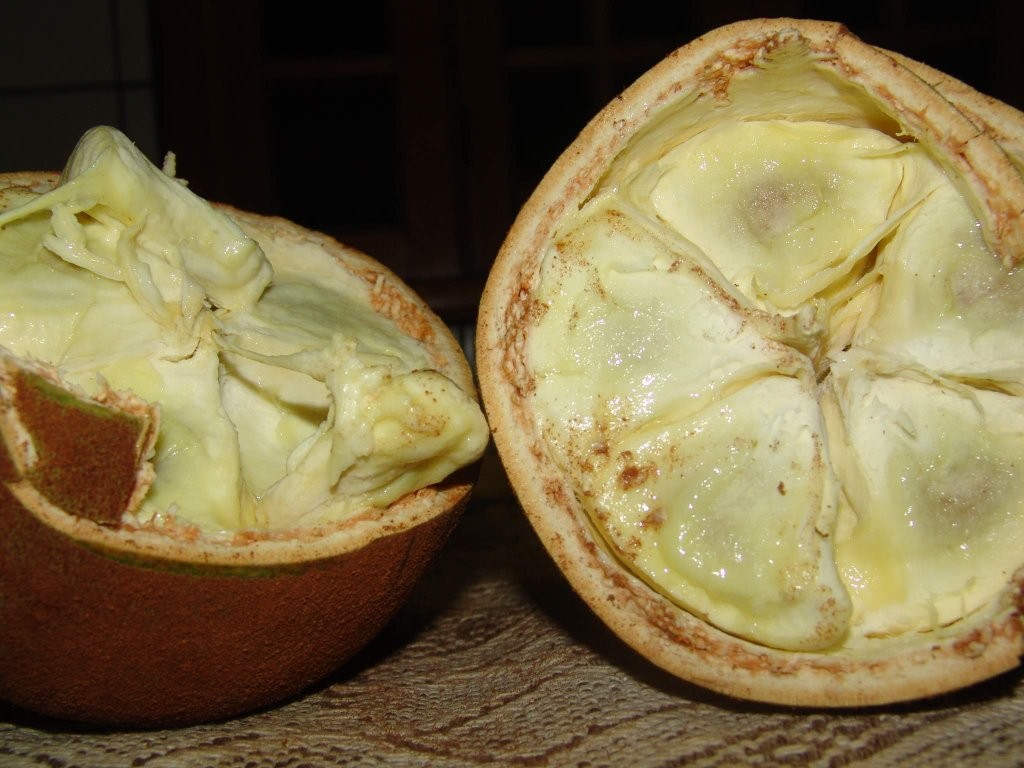 Cupuaçu previne catarata: veja 30 benefícios da fruta