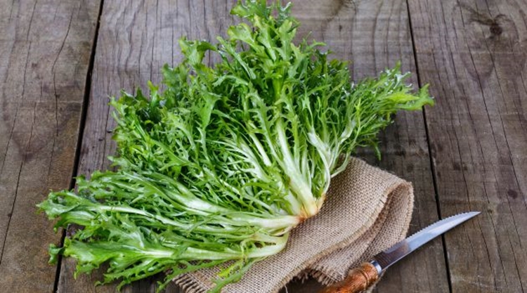 Escarola ajuda na perda de peso: veja os 25 benefícios do vegetal