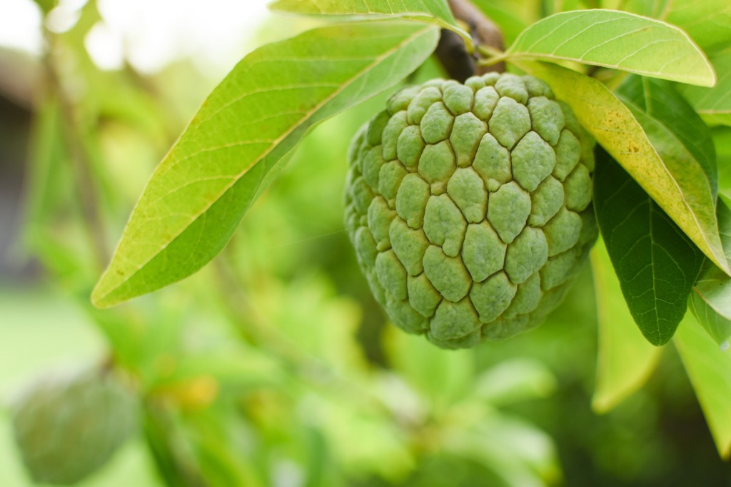 Fruta do conde ajuda ganhar massa muscular: veja 40 benefícios da fruta