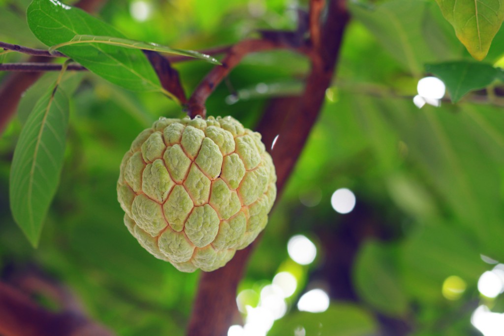 Fruta do conde ajuda ganhar massa muscular: veja 40 benefícios da fruta