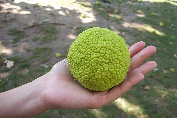 Fruta pão faz bem para os cabelos: veja 30 benefícios da fruta