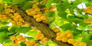 ginkgo-bilola-beneficios