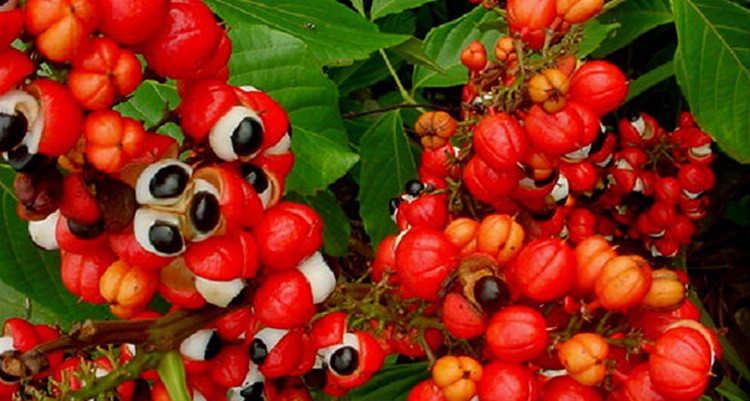 benefícios do guaraná