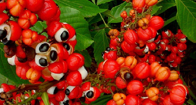 Guaraná previne o envelhecimento: veja 17 benefícios da fruta