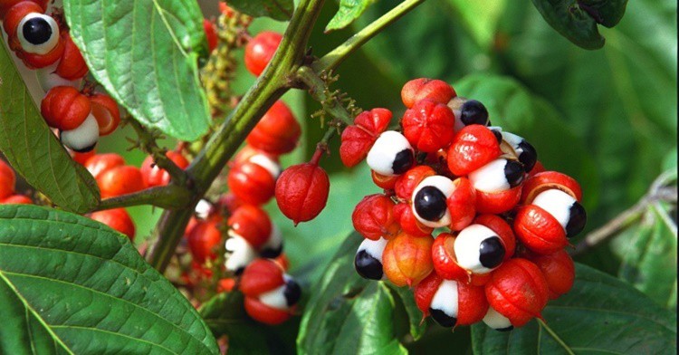 Guaraná previne o envelhecimento: veja 17 benefícios da fruta