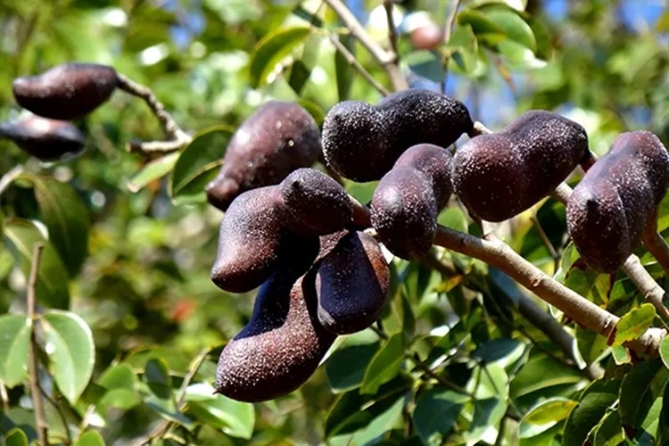 jatoba beneficios