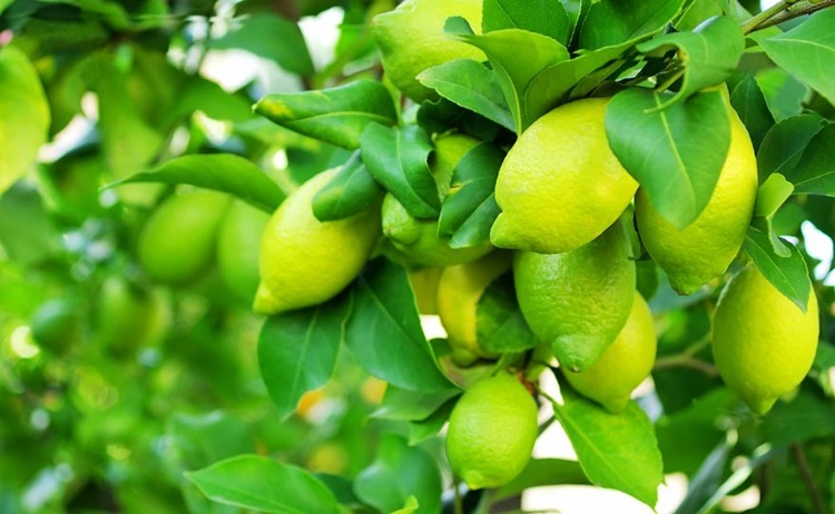 Limão faz bem para os dentes: veja 37 benefícios da fruta