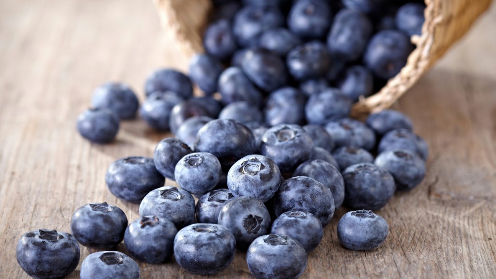 Mirtilo combate o envelhecimento: veja 30 benefícios da fruta