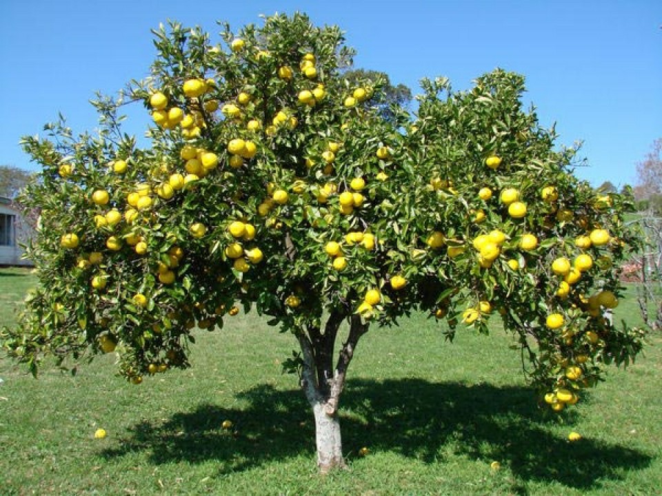 Pomelo melhora a imunidade: veja 30 benefícios da fruta