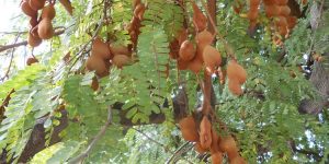 benefícios do tamarindo