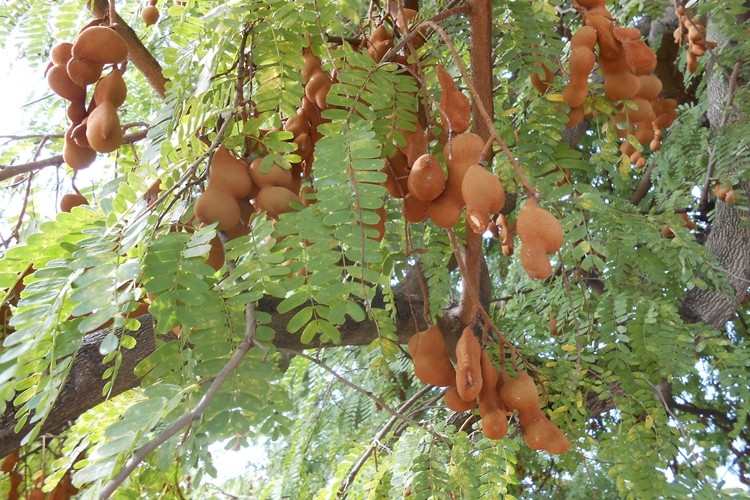 benefícios do tamarindo