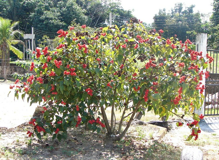 Urucum faz bem para a visão: veja 30 benefícios da planta